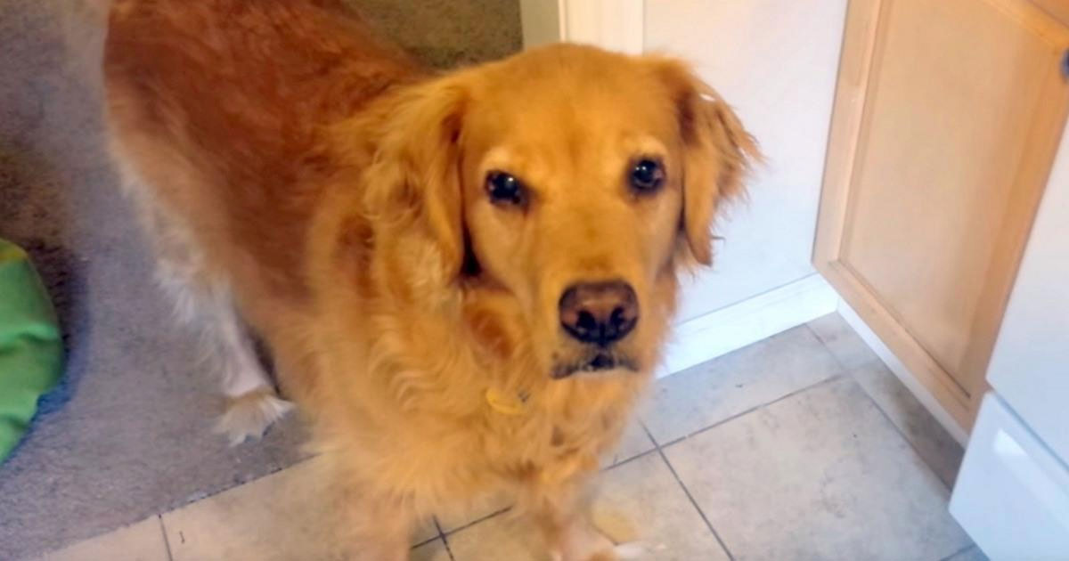 Dog Who Is Upset With Owner Eating His Food Dog Who Is Upset With Owner Eating His Food
